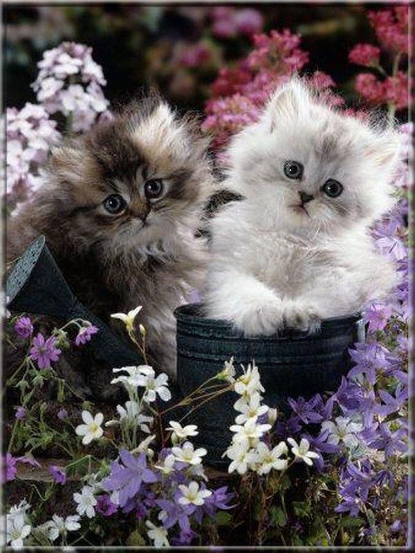 adorable chatons