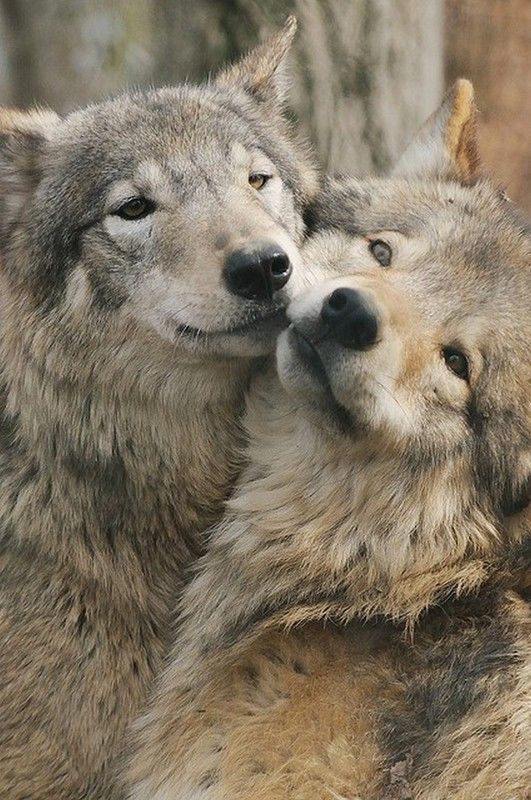 magnifique loups