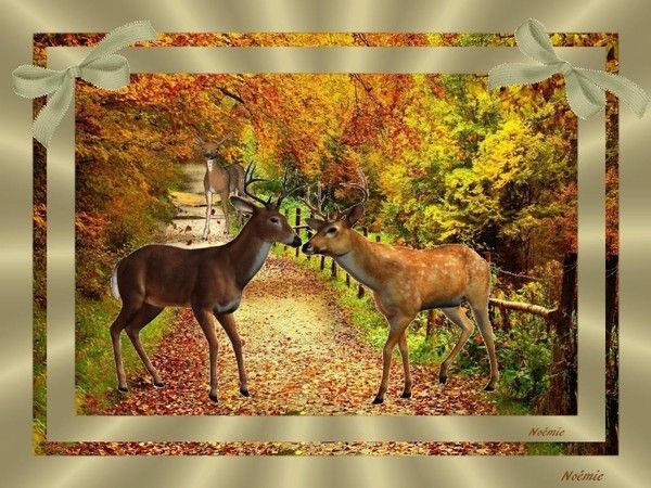 merci mon adorable noémie