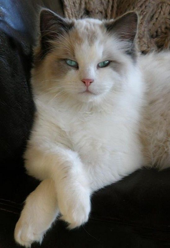 merci mon adorable iris