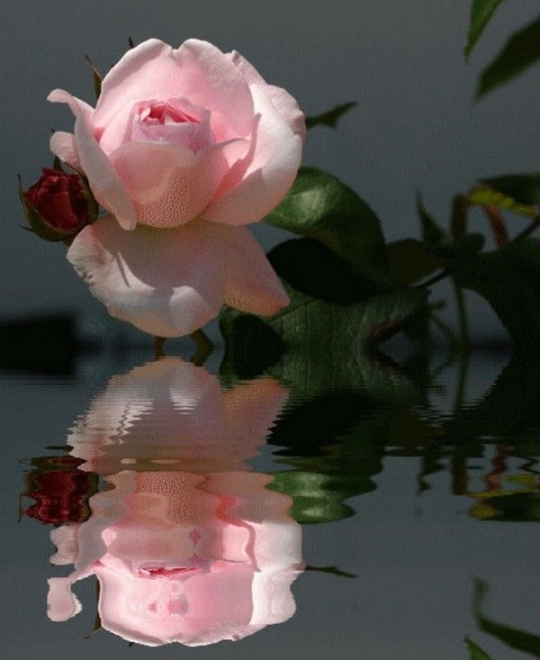 belle rose