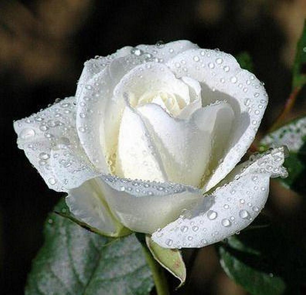 merÃ§i ma douce harmony pour cette belle rose blanche