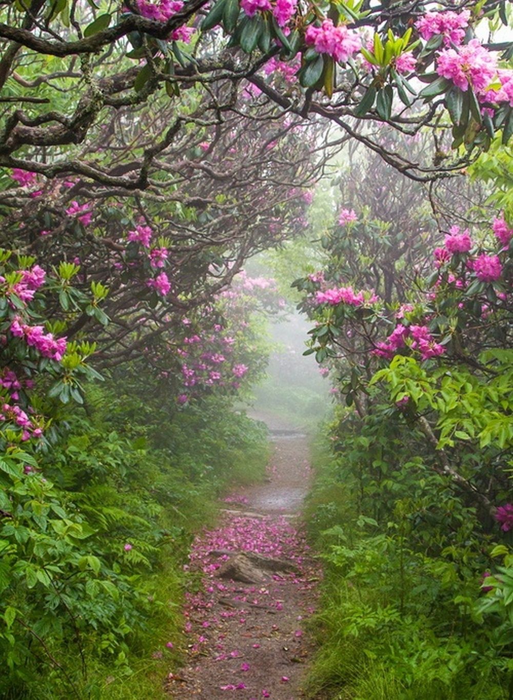 1000 Images About Beautiful Pathways On Pinterest 400 x 300